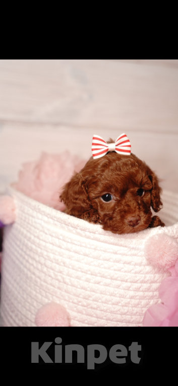 Собаки в Одинцово: Той пудель ркф Девочка, 85 000 руб. - фото 2