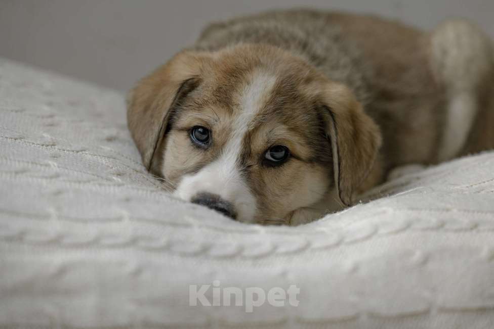 Собаки в Москве: Щенок Шалфей ищет дом Мальчик, Бесплатно - фото 5