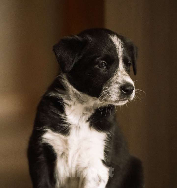 Собаки в Щелково: щенки бордер колли Мальчик, Бесплатно - фото 2