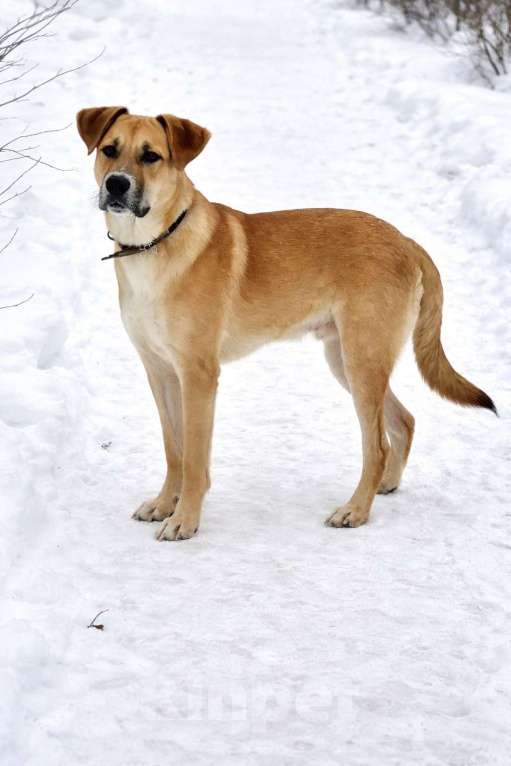Собаки в Химках: Мальчик Кабачок ищет дом Мальчик, Бесплатно - фото 3