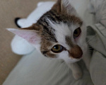 Кошки в других городах Иркутской области: Милый одинокий котёнок Девочка, Бесплатно - фото 9
