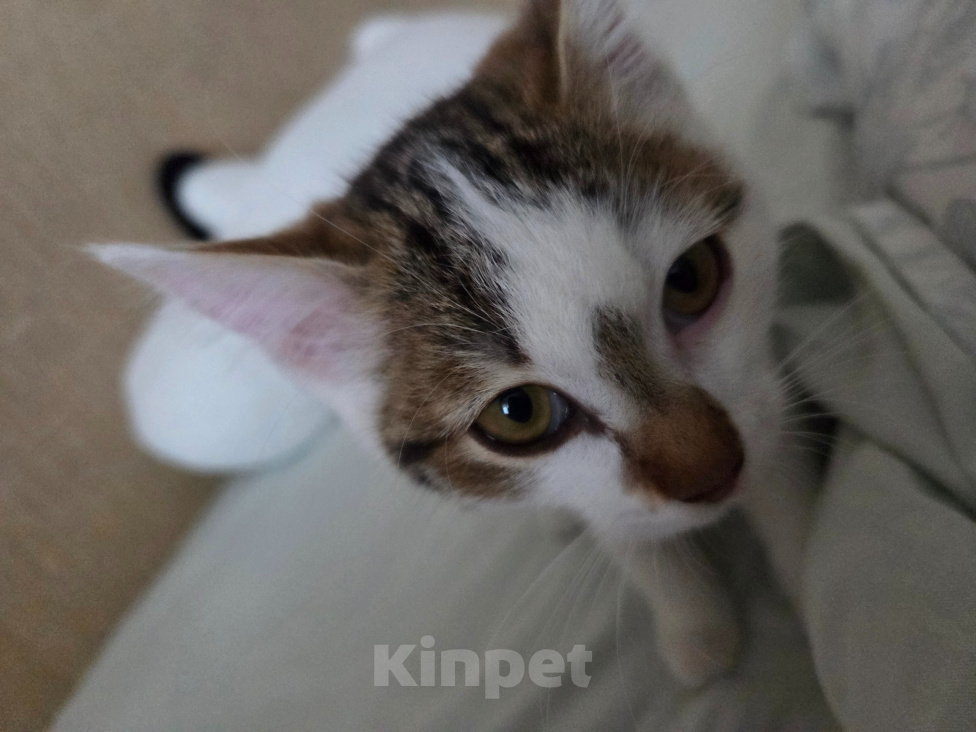 Кошки в других городах Иркутской области: Милый одинокий котёнок Девочка, Бесплатно - фото 9