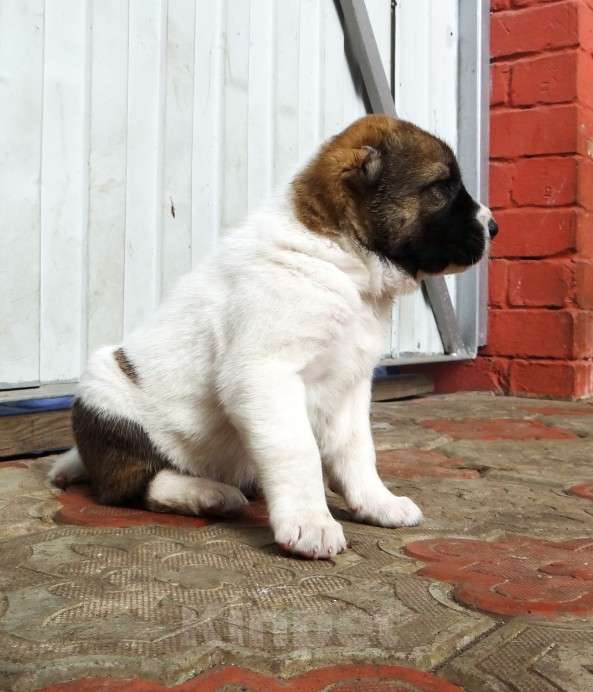 Собаки в Екатеринбурге: Среднеазиатская овчарка (алабай) Девочка, 40 000 руб. - фото 2