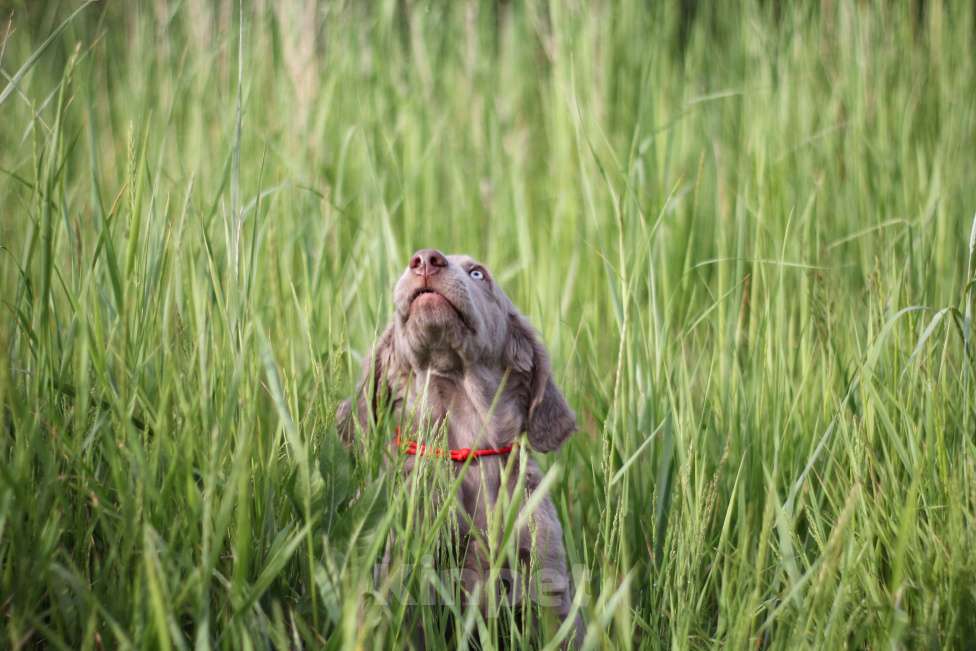 Собаки в Москве: Веймаранер длинношерстный Девочка, Бесплатно - фото 4