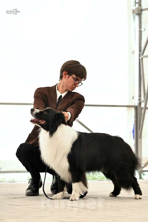 Собаки в Новосибирске: Предлагаеться к вязке. кобель БОРДЕР КОЛЛИ. Мальчик, Бесплатно - фото 2