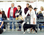 Собаки в Тюмени: Стаффордширский терьер вязка (развязан), 1 руб. - фото 5