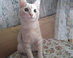 Кошки в Добрянке: Персиковый котик, 50 руб. - фото 4