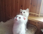 Кошки в Чехове: котята турецкой ангоры Мальчик, 500 руб. - фото 4