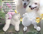 Собаки в Москве: Миниатюрный пудель щенки Мальчик, 70 000 руб. - фото 4