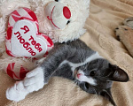 Кошки в Москве: Котик Леопольд, 3 месяца и 3 недели в добрые руки Мальчик, Бесплатно - фото 5