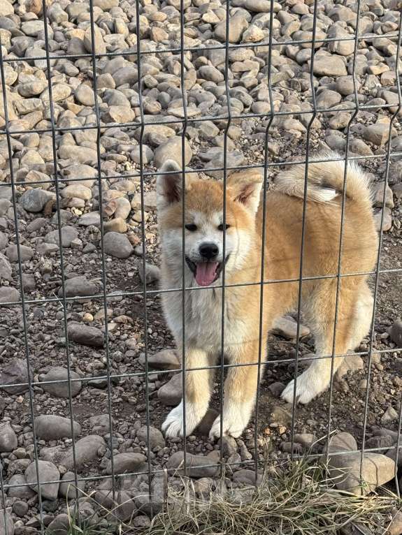 Собаки в Уфе: Щенок Акита ину Мальчик, 70 000 руб. - фото 2