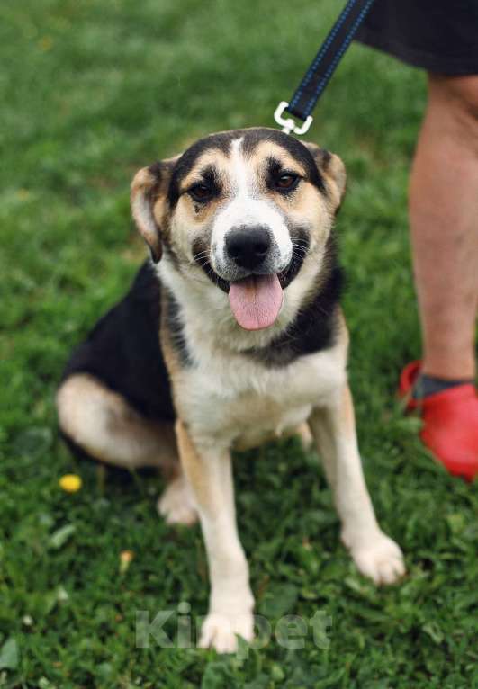 Собаки в Москве: Дарвин. Лучший друг для любой семьи Мальчик, 1 руб. - фото 3