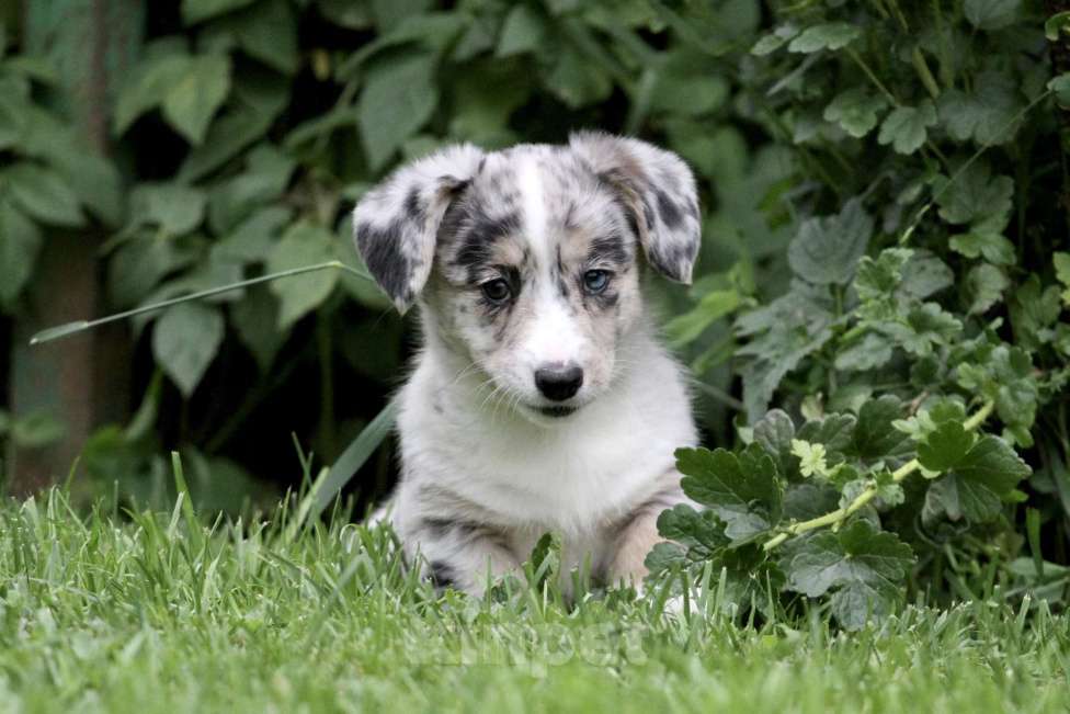 Собаки в Москве: Девочка вельш корги кардиган Девочка, 80 000 руб. - фото 7