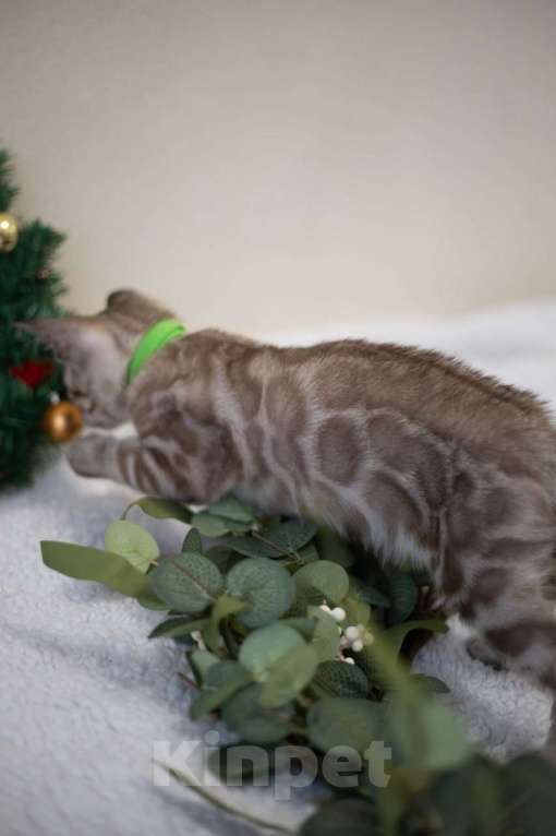 Кошки в Нижнекамске: Арчи Мальчик, 60 000 руб. - фото 5