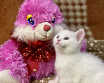 Кошки в Петрове Валу: Продаю шотландских котят  Мальчик, 5 000 руб. - фото 4