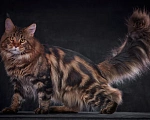Кошки в Барнауле: Котенок мейн-куна золотой Браун Мальчик, Бесплатно - фото 5