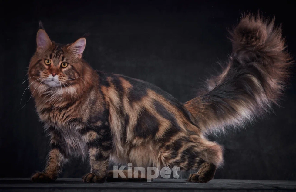 Кошки в Барнауле: Котенок мейн-куна золотой Браун Мальчик, Бесплатно - фото 5