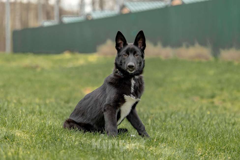 Собаки в Москве: Черный щенок Лавруша ищет дом Мальчик, Бесплатно - фото 3