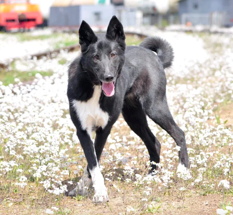 Собаки в Москве: Яра Девочка, Бесплатно - фото 3