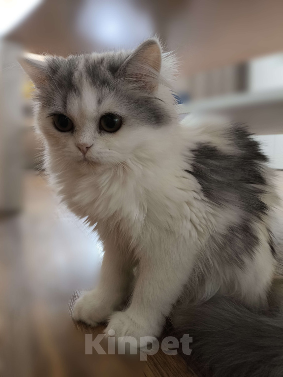 Кошки в Новосибирске: Пушистое чудо  Девочка, 30 000 руб. - фото 9