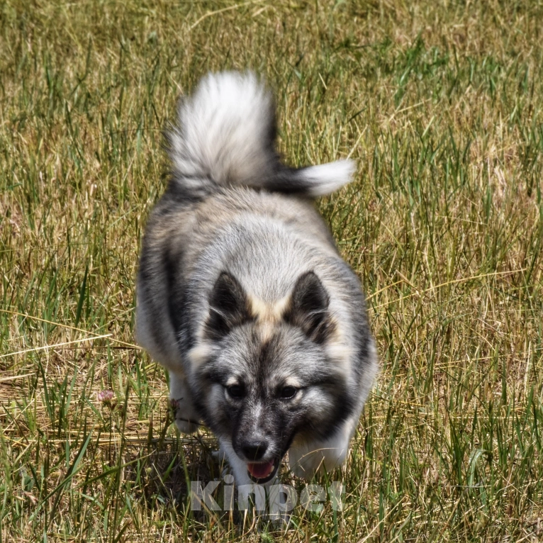 Собаки в Москве: Ненецкая оленегонная лайка. Сука Чинар. Девочка, 60 000 руб. - фото 4