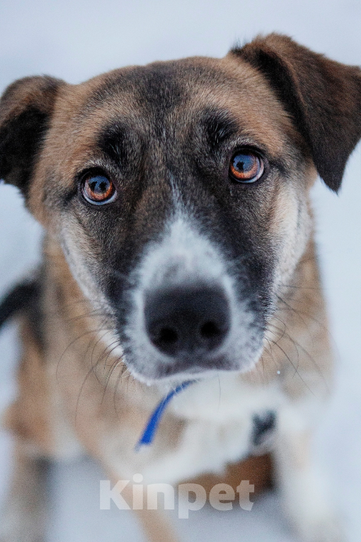 Собаки в Домодедово: Огненная Дейзи Девочка, 1 руб. - фото 1