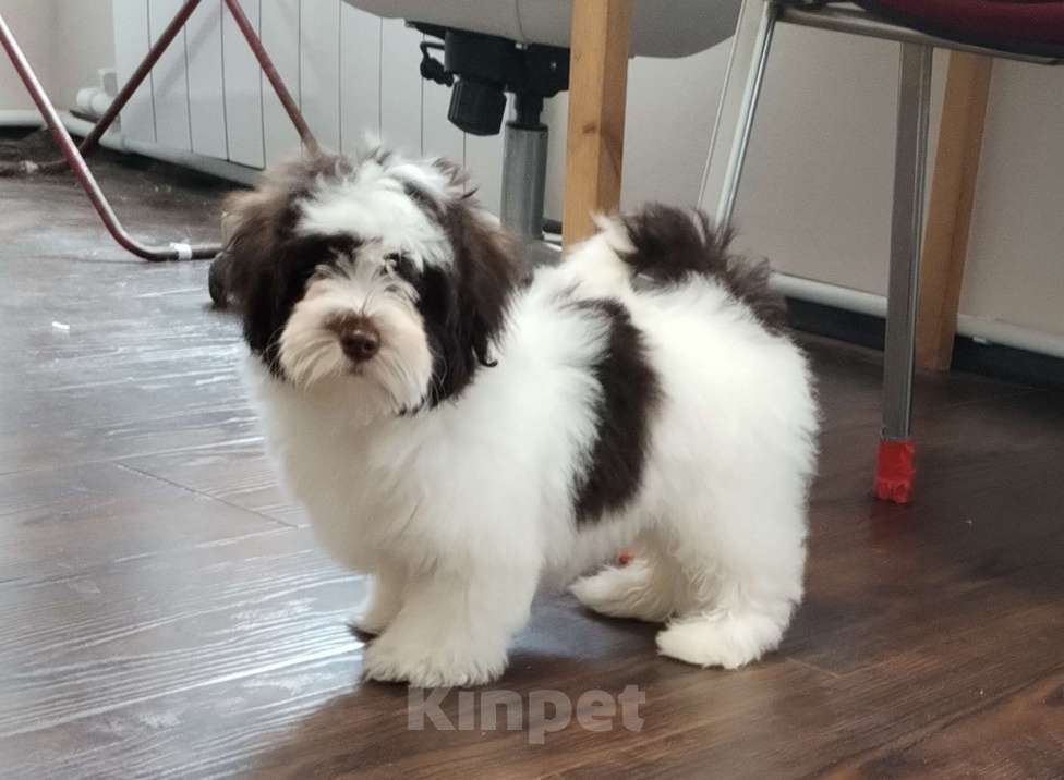 Собаки в других городах Московской области: Щенок породы Хаванез Мальчик, 130 000 руб. - фото 1