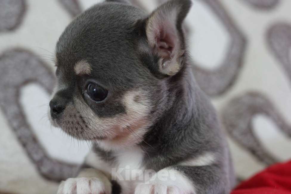 Собаки в Нижнем Новгороде: Чихуахуа девочки с РКФ Девочка, Бесплатно - фото 1