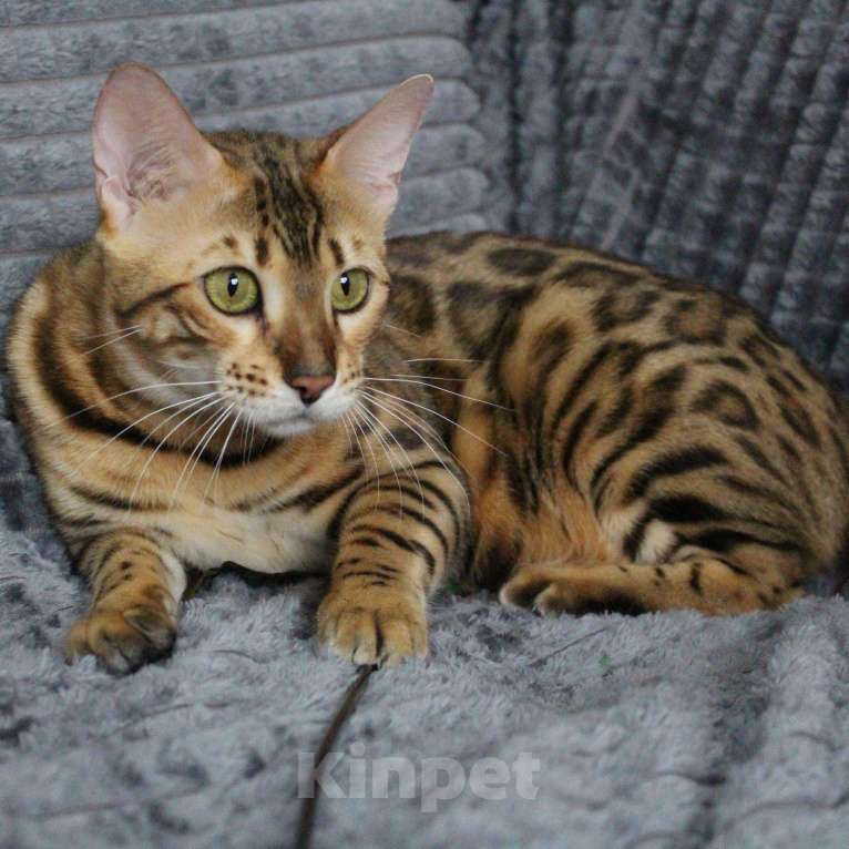 Кошки в Заречном: Бенгальские котята с документами, 30 000 руб. - фото 1