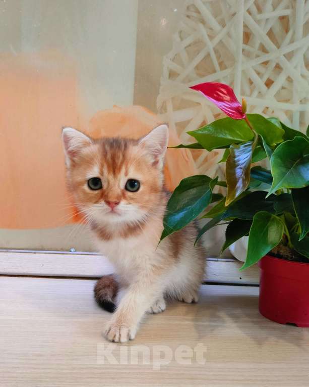 Кошки в Воронеже: Золотая шиншилла девочка  Девочка, 35 000 руб. - фото 4