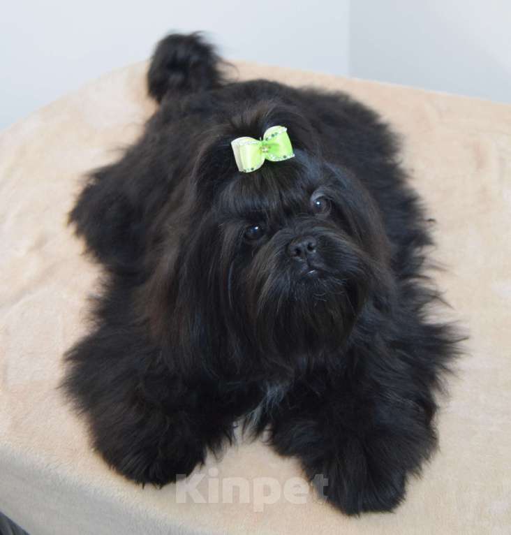 Собаки в Краснодаре: Ши тцу подростки . Мальчик, 40 000 руб. - фото 1