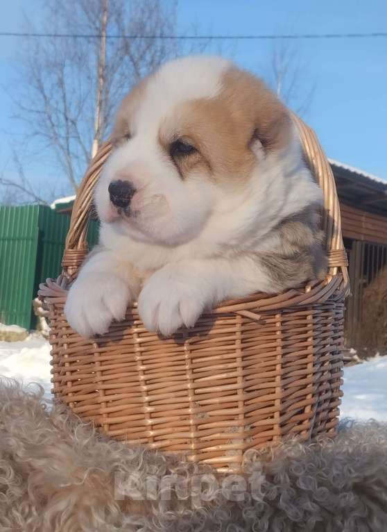 Собаки в Пскове: Рыжий красавчик 🧡  Мальчик, 75 000 руб. - фото 2