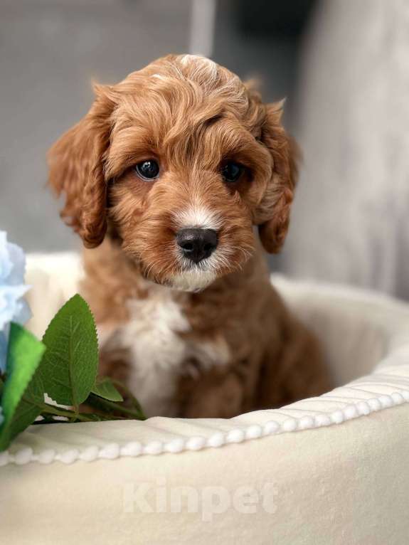 Собаки в Москве: Кавапу щенок Мальчик, Бесплатно - фото 3