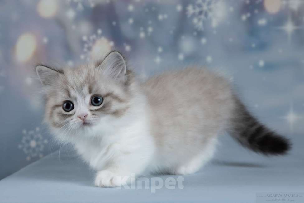 Кошки в Москве: Менуэт  Девочка, 200 000 руб. - фото 2