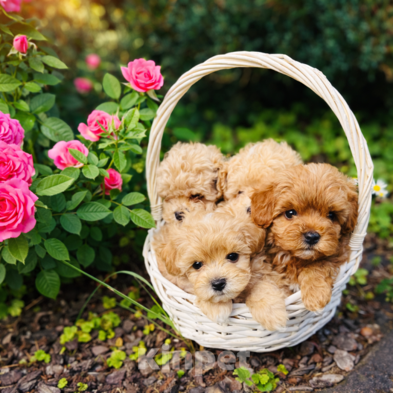 Собаки в Москве: Щенки мальтипу мальчики и девочки Мальчик, 100 000 руб. - фото 1