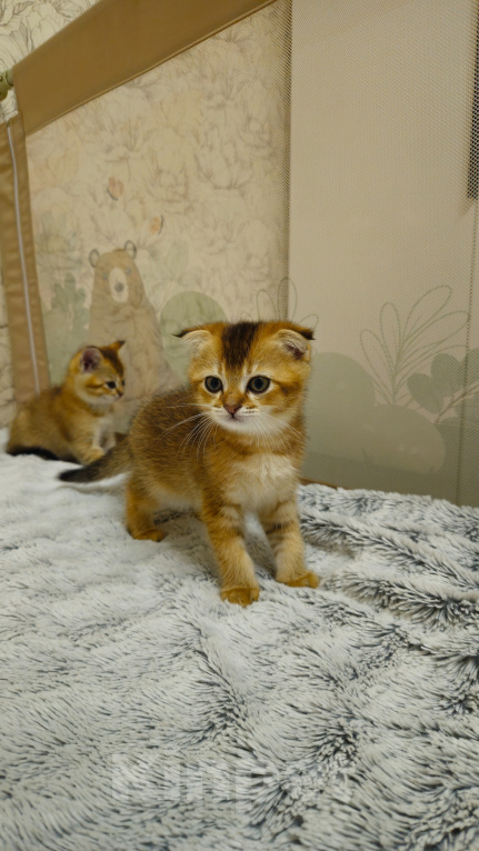 Кошки в Саратове: Шотландская вислоухая Девочка, 10 000 руб. - фото 1