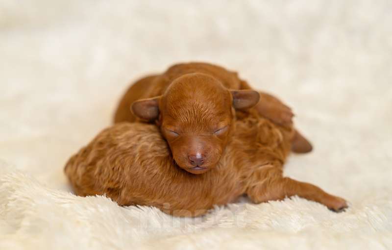 Собаки в Самаре: Продам Разнополые, 80 000 руб. - фото 1