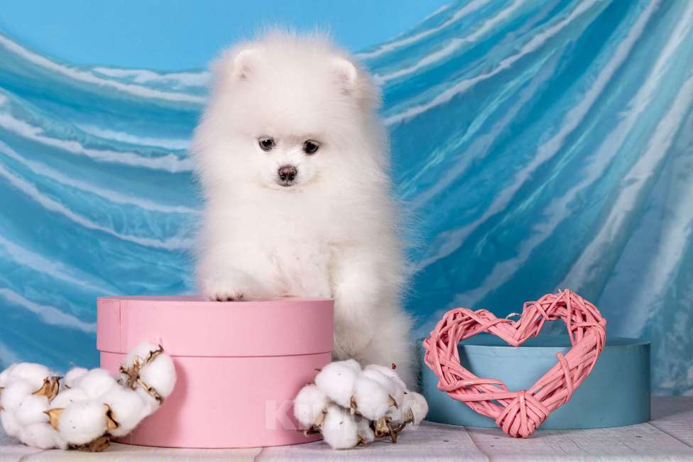 Собаки в Москве: Белый померанский шпиц  Девочка, Бесплатно - фото 2