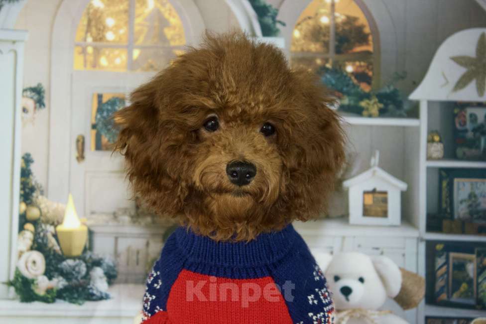 Собаки в Балашихе: Анабель девочка той-пудель Тедди  Девочка, 90 000 руб. - фото 5