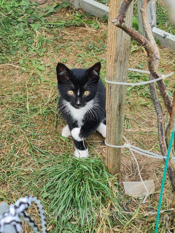 Кошки в других городах Ленинградской области: Котик мальчик скромняга Мальчик, Бесплатно - фото 3