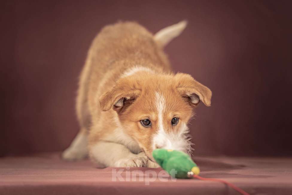 Собаки в Клине: Рейна — солнечная девочка с добрым сердцем, которая станет источником счастья для своей семьи Девочка, Бесплатно - фото 5