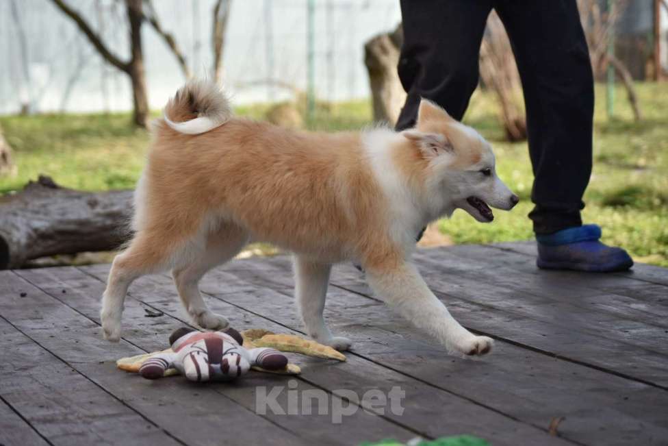 Собаки в Москве: Ненецкая оленегонная лайка, кобель Жиган. Мальчик, 60 000 руб. - фото 3