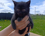 Кошки в других городах Ленинградской области: Котята в добрые руки Девочка, Бесплатно - фото 1