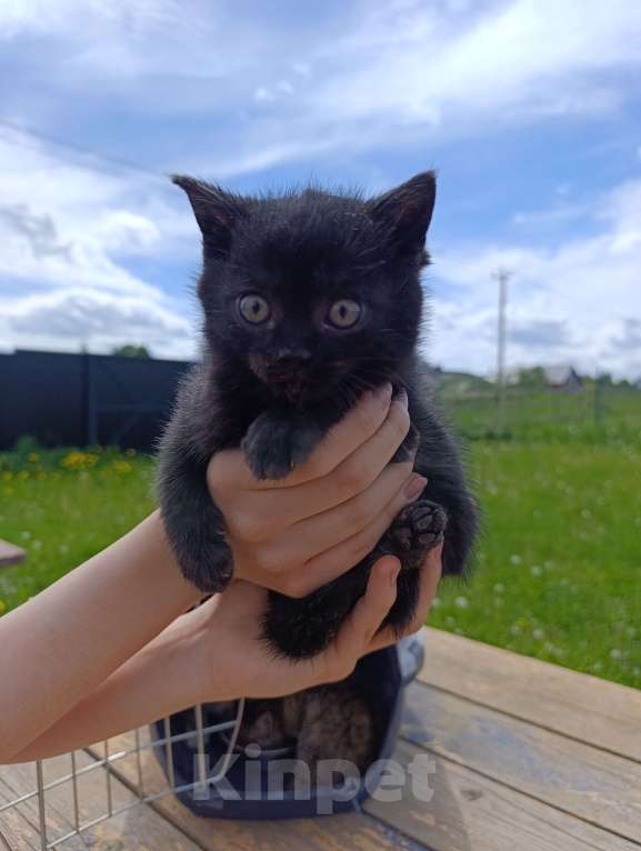 Кошки в других городах Ленинградской области: Котята в добрые руки Девочка, Бесплатно - фото 1