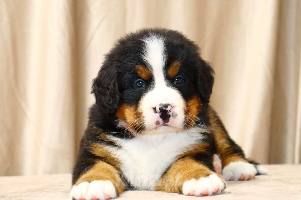 Собаки в Москве: Щенки Бернского зенненхунда Мальчик, Бесплатно - фото 8