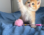 Кошки в Калининграде: Британская золотая шиншилла. Котята Девочка, 80 000 руб. - фото 4