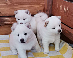Собаки в Москве: Белые Сиба ину. Ми-ми-мишки. Мальчик, 60 000 руб. - фото 1