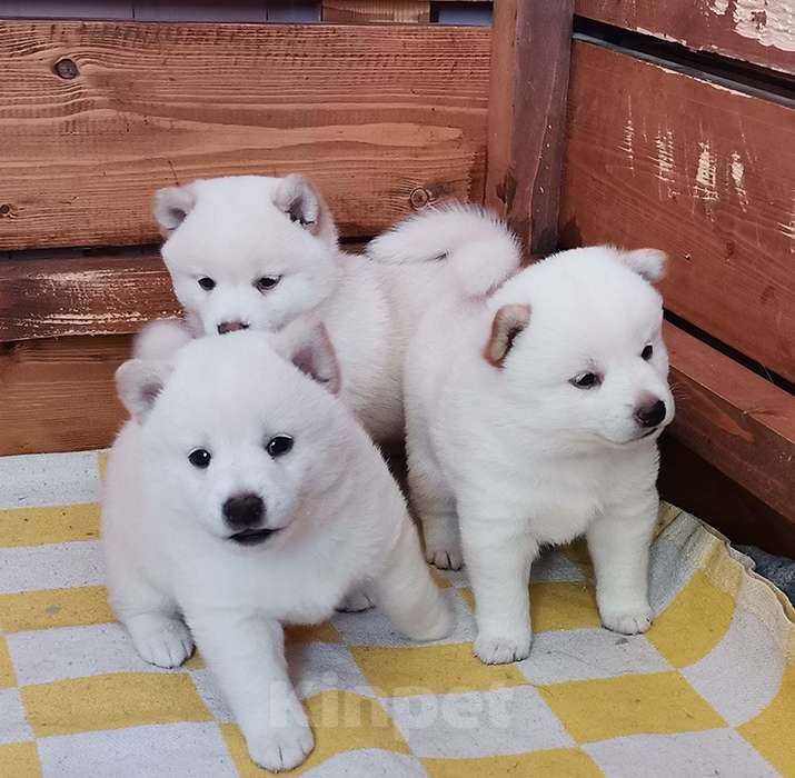 Собаки в Москве: Белые Сиба ину. Ми-ми-мишки. Мальчик, 60 000 руб. - фото 1