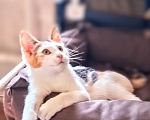 Кошки в Санкт-Петербурге: Малышка готова украсить вашу жизнь Девочка, Бесплатно - фото 2