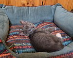 Кошки в Павловском Посаде: Котенок Мальчик, Бесплатно - фото 9